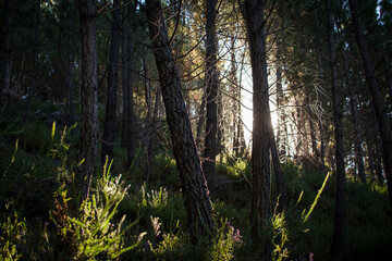 Light through the woods