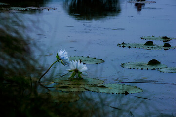 Beautiful Lotus flower in the pond.