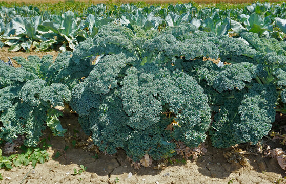 Gr&uuml;nkohl, Brassica oleracea var. sabellica L., borecole