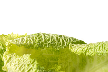 Savoy cabbage leaves on white background with copy space on top
