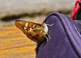 Apatura ilia, Kleiner Schillerfalter, lesser purple emperor