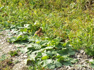 squirrel in the park