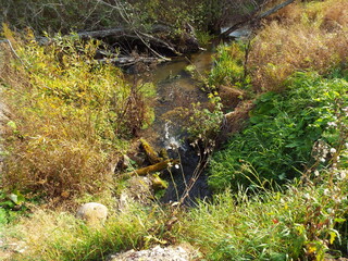 small stream in the forest