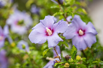 Spätsommerblüher Hibiskus in violett / Hibiscus syriacus / Garteneibisch Marina