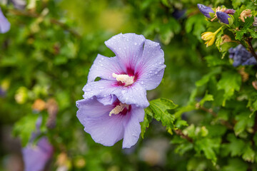 Spätsommerblüher Hibiskus in violett / Hibiscus syriacus / Garteneibisch Marina © Julia