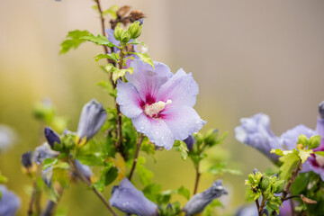 Spätsommerblüher Hibiskus in violett / Hibiscus syriacus / Garteneibisch Marina
