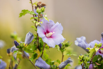 Spätsommerblüher Hibiskus in violett / Hibiscus syriacus / Garteneibisch Marina © Julia