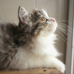 Naklejka na ściany i meble A lovely fluffy persian kitten