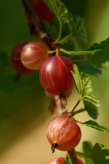 Reife Stachelbeeren am Strauch