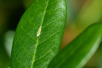 Obraz premium Rhododendronzikade ( Graphocephala fennahi )