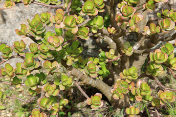 Jade plant leaves. This plant is also known as Crassula ovata, lucky plant, money plant or money tree,