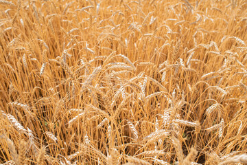 Wheat field on a warm summer day