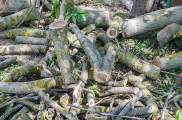 Cut down tree branches for firewood, to be used in winter. Firewood background