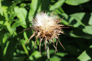 Close up of White thistle flower