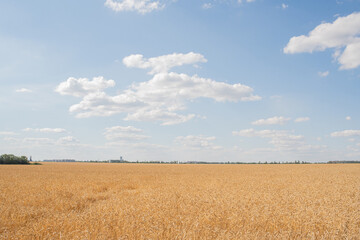 Wheat field on a warm summer day