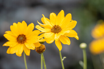 Gelbe Sommerblume Sonnenauge / Korbblütler / Heliopsis helianthoides