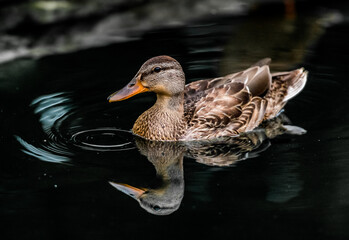Mallard Reflection