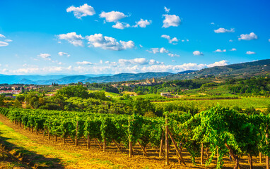 Fototapeta na wymiar Vinci, sangiovese vineyards and village on background. Florence, Tuscany Italy