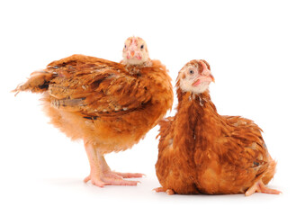Two brown hen isolated.