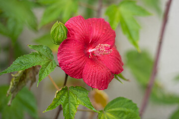 Spätsommerblüher Riesen-Hibiskus in rot / Hibiscus syriacus © Julia