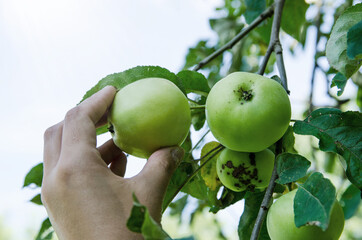 Gardener hand picking green apple. hand reaches for the apples on the tree