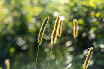 Flowering grasses.