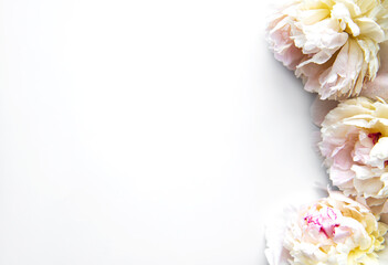 Obraz na płótnie Canvas Peony flowers on a white background