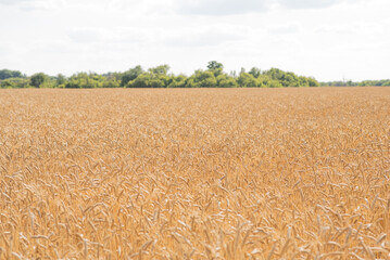 Wheat field on a warm summer day