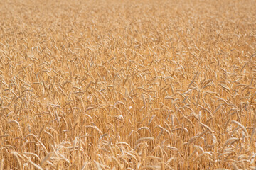 Wheat field on a warm summer day