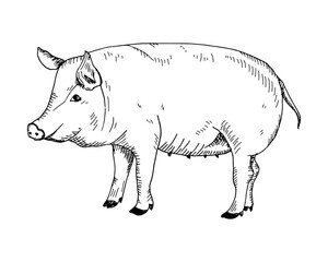 Hand drawn pig. vector. Lineart isolated on white background