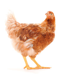 Brown hen isolated.