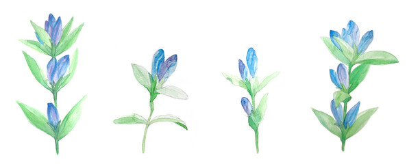 水彩イラスト：りんどう