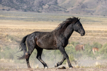 Fototapeta na wymiar Majestic Wild Horse Stallion in Utah
