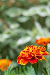 Yellow flower on the meadow with green leaves on background. Close up view. Copy space.