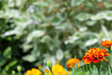 Yellow flower on the meadow with green leaves on background. Close up view. Copy space.