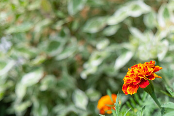Yellow flower on the meadow with green leaves on background. Close up view. Copy space.