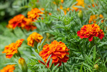 Orange flowers on the meadow with green leaves. Close up view