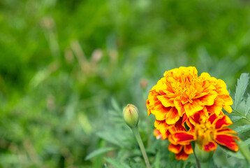 Yellow flower on the meadow with green grass on background. Close up view. Copy space.