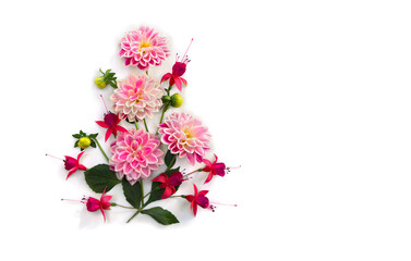 Flowers pink dahlia and red fuchsia triphylla on a white background with space for text. Top view, flat lay