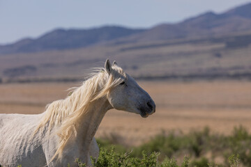 Obraz na płótnie Canvas Majestic Wild Horse Stallion in Utah