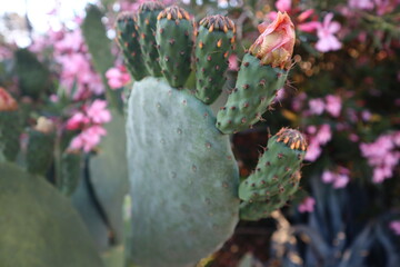 prickly pear cactus