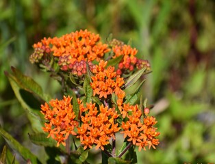 Orange flowers