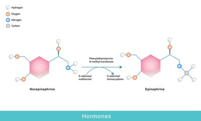 hormones epinephrine and norepinephrine chemical structure - obrazy, fototapety, plakaty