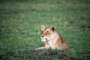 Fototapeta na wymiar Alert lioness resting in the green grass of the Masai Mara
