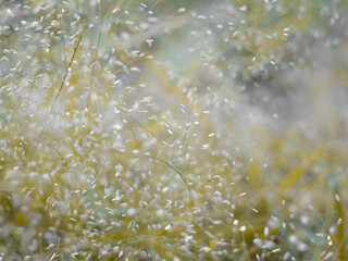 Beautiful nature vintage abstract background, yellow white grey color.