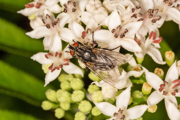 The housefly (Musca domestica) is a fly of the suborder Cyclorrhapha. A fly on a white flower