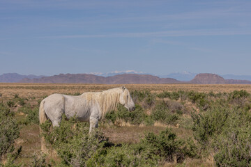 Majestic Wild Horse Stallion in Utah