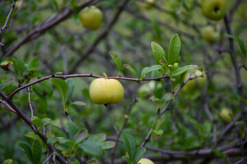 Closeup view of Japanese Quince shrub (Chaenomeles japonica, Chaenomeles superba Nicoline), the fruit is called Kusa-boke in Japanese