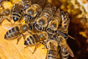Bees on a honeycomb. Bees in the hive