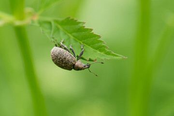  Würfelfleckrüssler ( Liophloeus tessulatus )